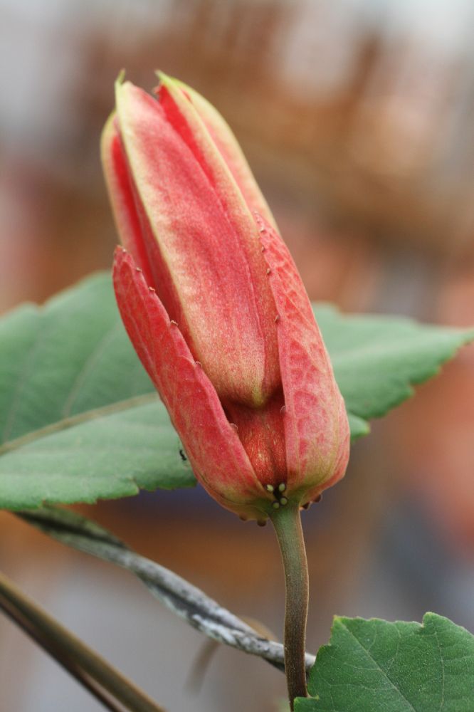 Passifloraceae Passiflora coccinea