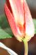 image of Passiflora coccinea