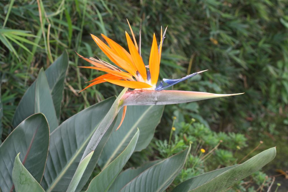 Strelitziaceae Strelitzia regia