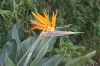 image of Strelitzia regia