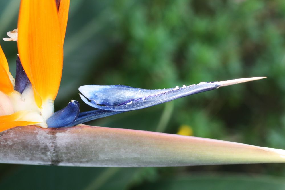 Strelitziaceae Strelitzia regia