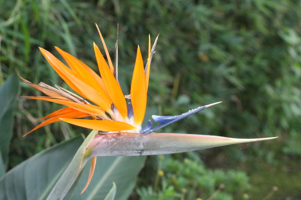 Strelitziaceae Strelitzia regia