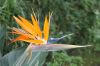 image of Strelitzia regia