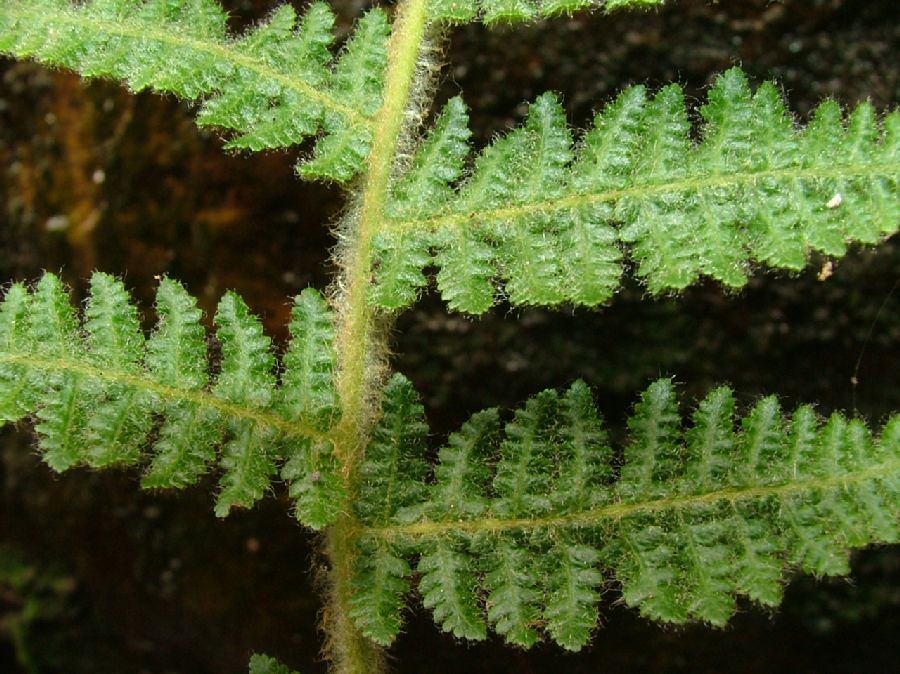 Cyatheaceae Cyathea myriotricha