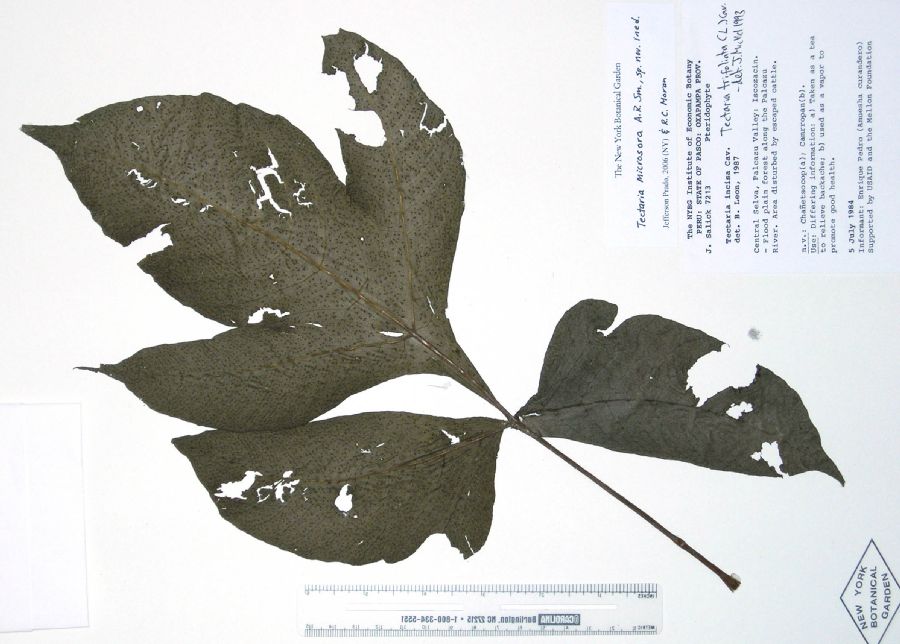 Tectariaceae Tectaria microsora