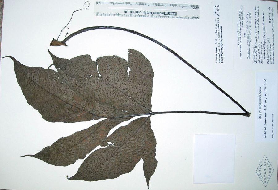 Tectariaceae Tectaria microsora