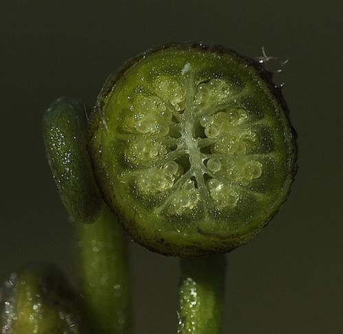 Marsileaceae Regnellidium diphyllum