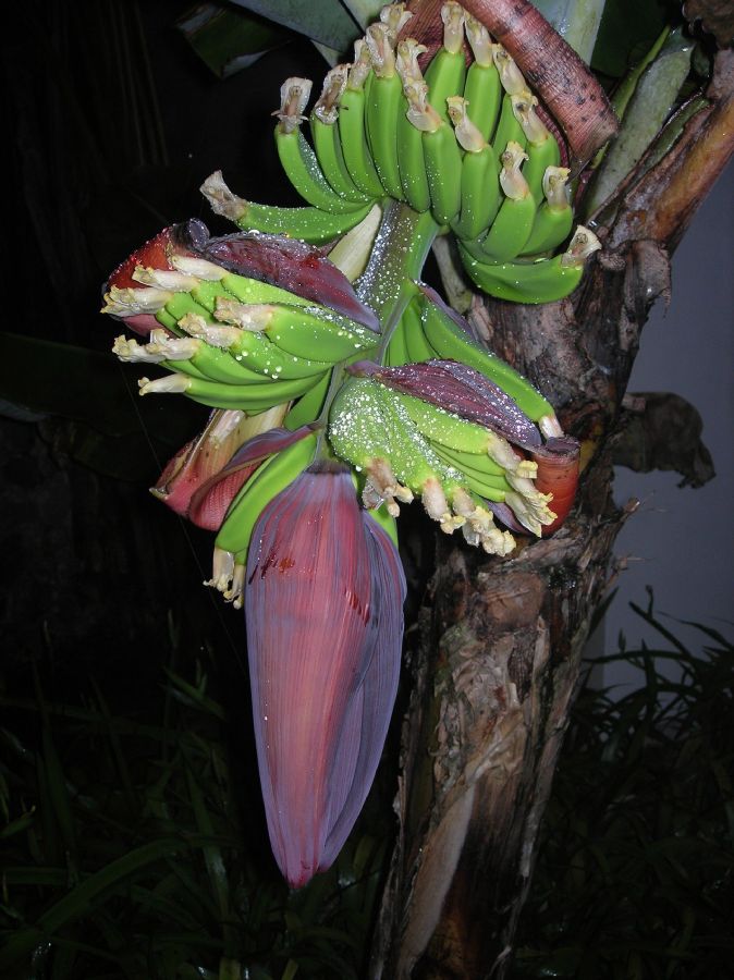 Musaceae Musa acuminata