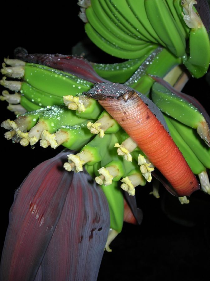 Musaceae Musa acuminata