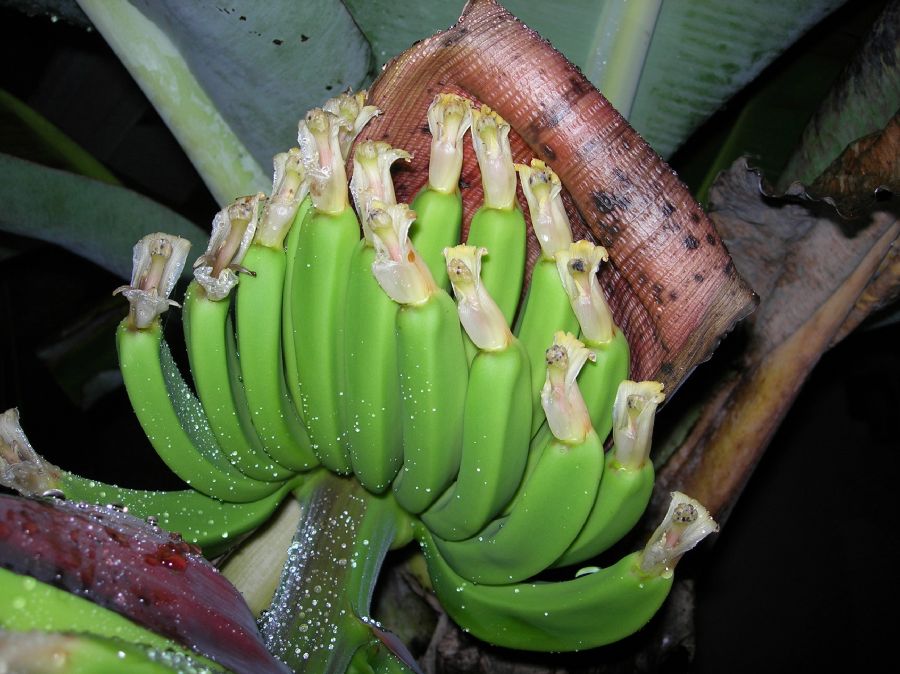 Musaceae Musa acuminata