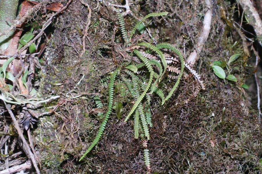  Moranopteris taenifolia
