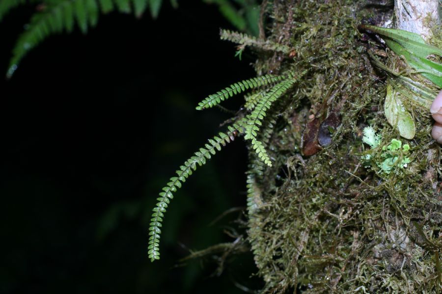  Moranopteris taenifolia