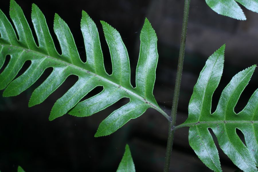 Pteridaceae Pteris altissima