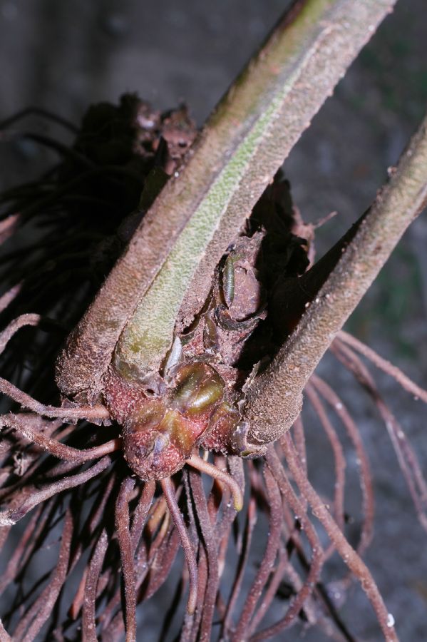 Marattiaceae Danaea nodosa