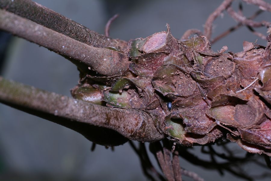 Marattiaceae Danaea nodosa