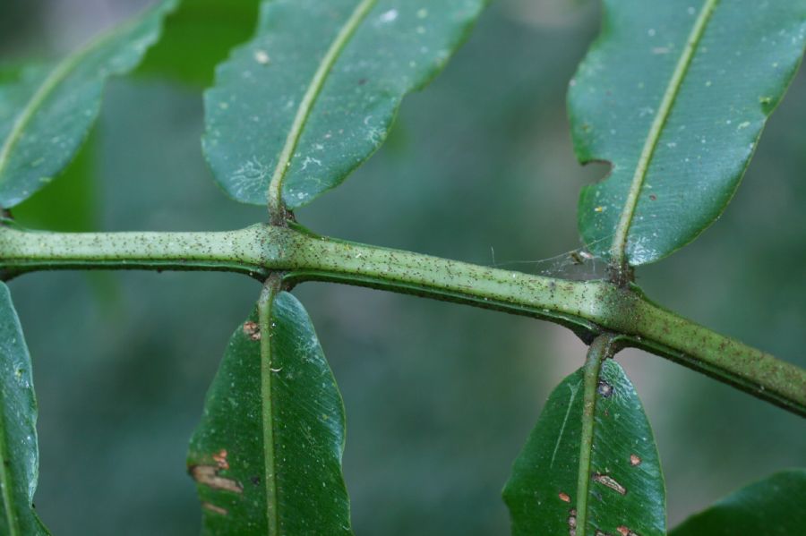 Marattiaceae Danaea nodosa