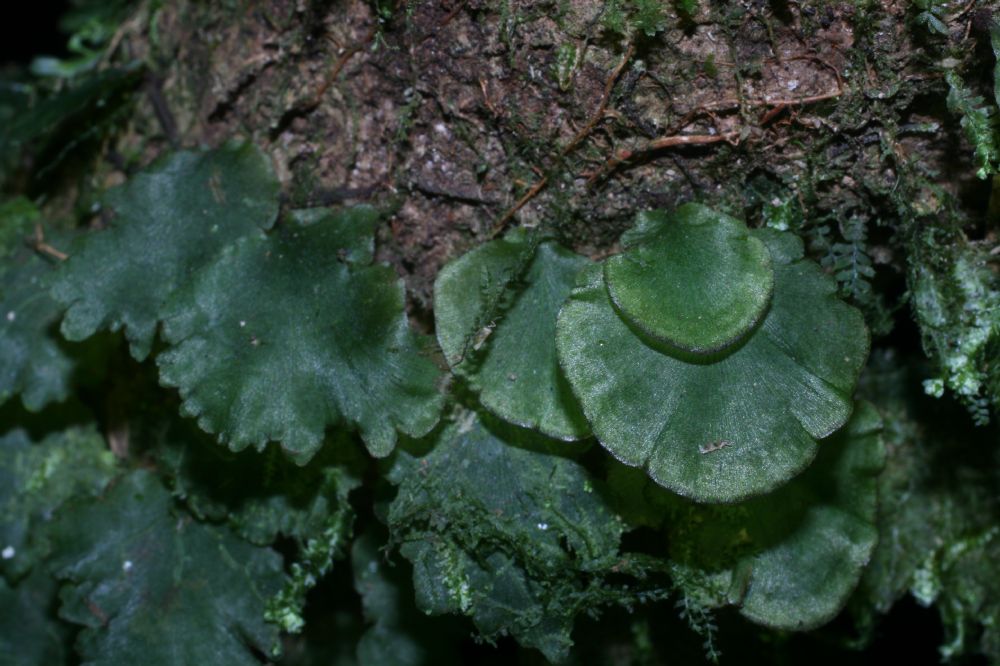 Hymenophyllaceae Didymoglossum membranaceum