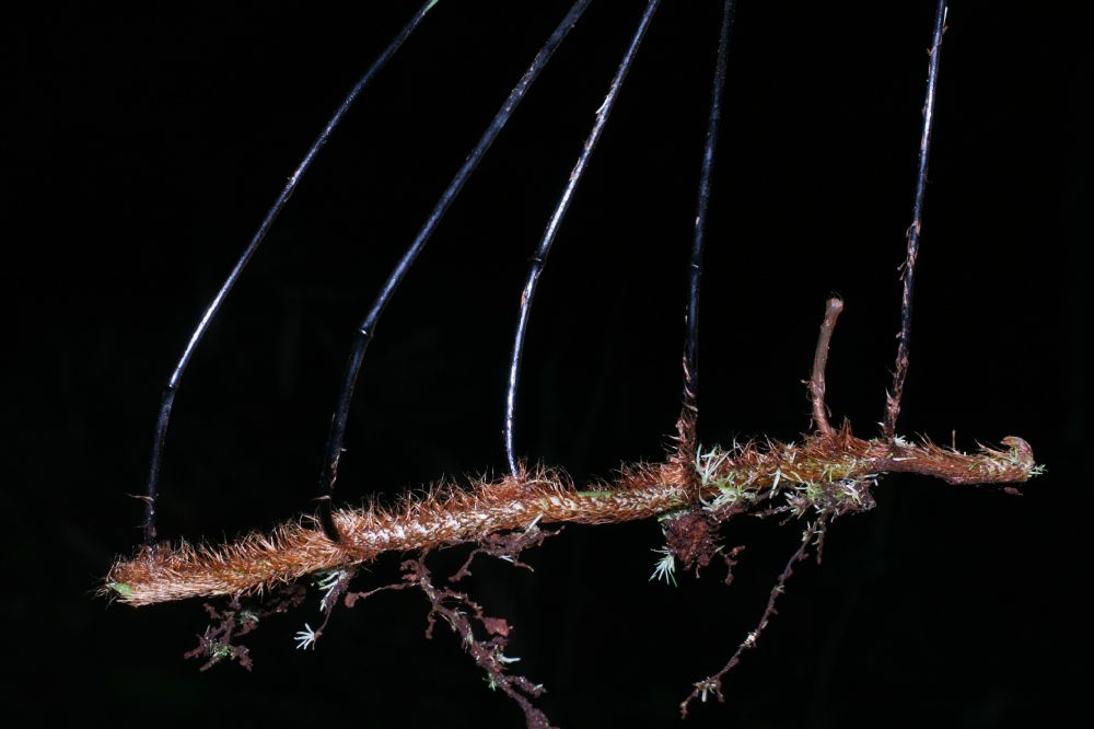 Oleandraceae Oleandra articulata