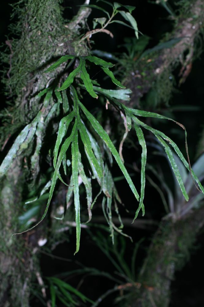 Polypodiaceae Pleopeltis christensenii