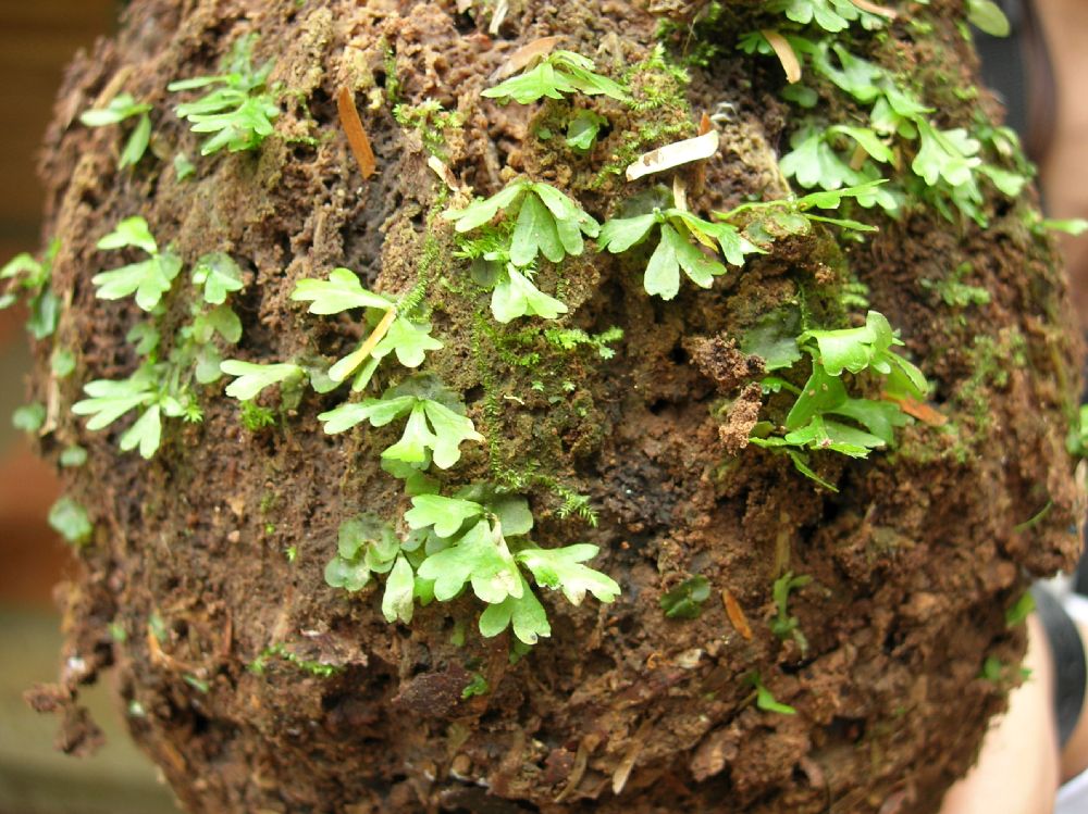 Dryopteridaceae Polybotrya osmundacea
