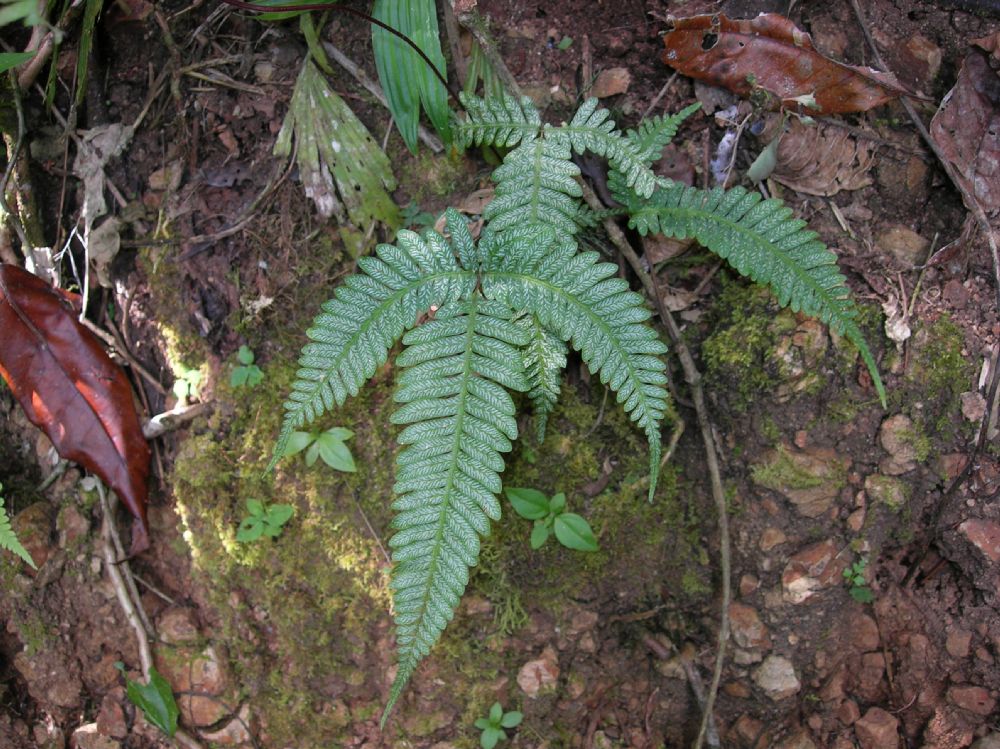 Pteridaceae Pteris quadriaurita