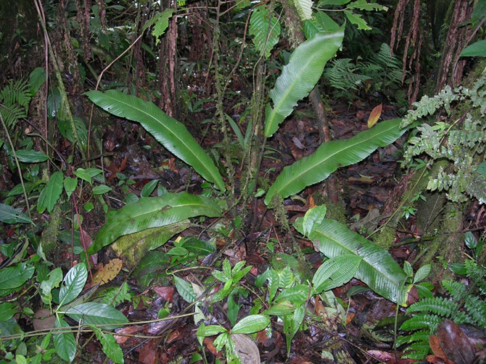 Thelypteridaceae Meniscium giganteum