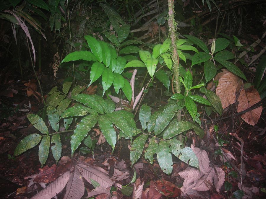 Marattiaceae Danaea arbuscula
