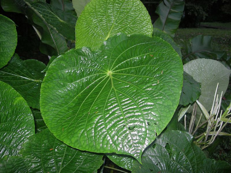 Piperaceae Piper peltatum