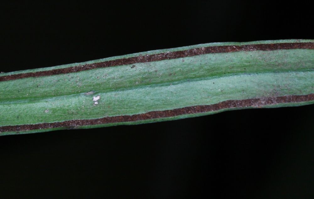 Pteridaceae Ananthacorus angustifolius