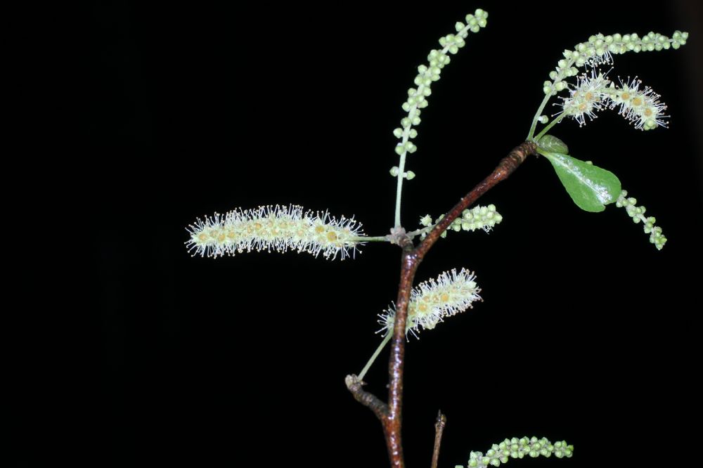 Combretaceae Bucida bucera
