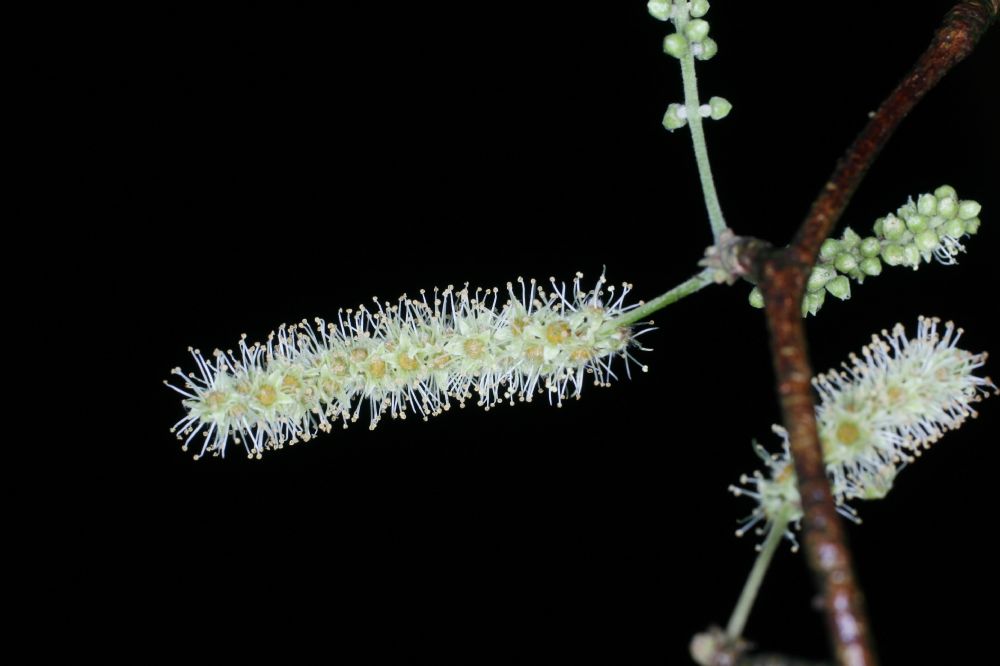 Combretaceae Bucida bucera