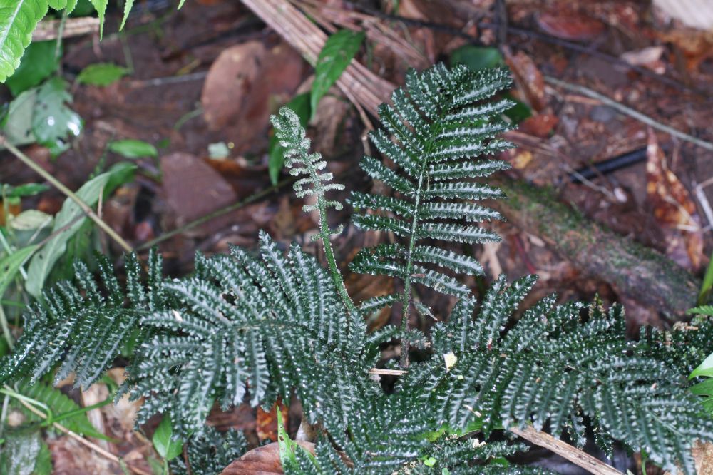 Marattiaceae Danaea crispa