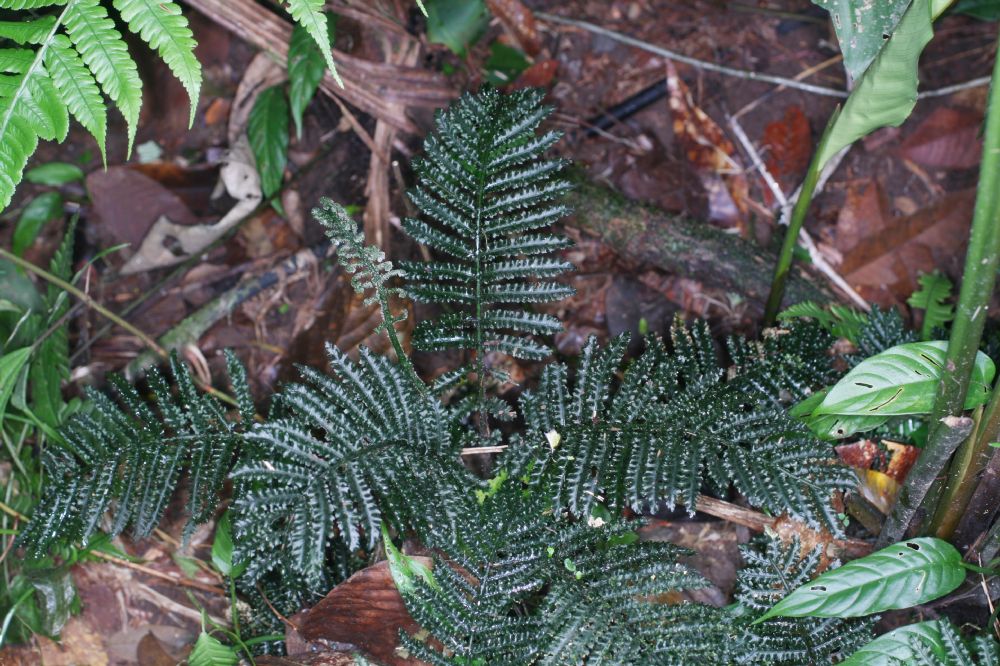 Marattiaceae Danaea crispa