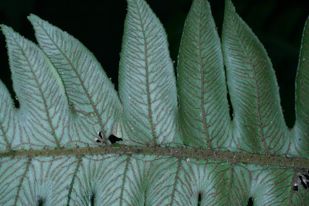 Athyriaceae Diplazium ceratolepis