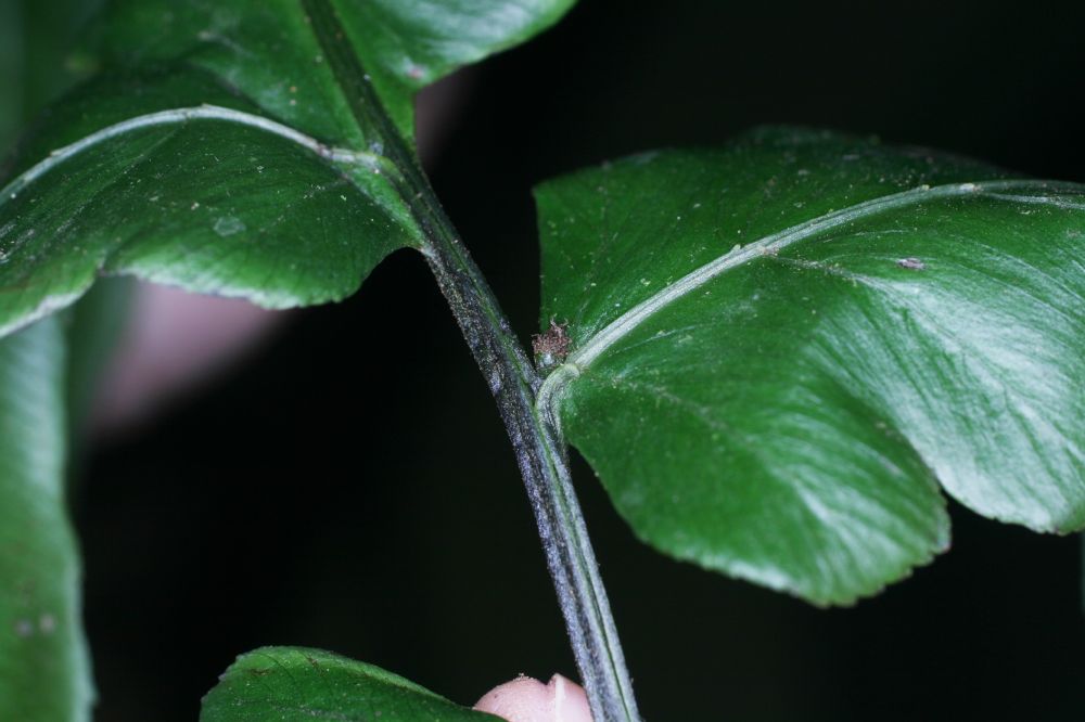 Athyriaceae Diplazium macrophyllum