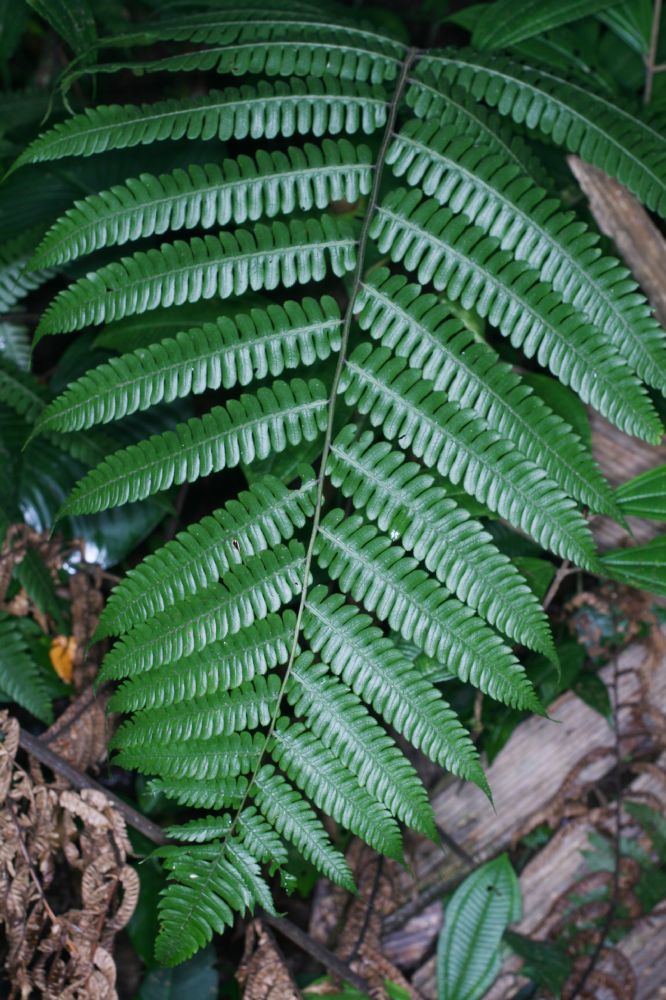 Athyriaceae Diplazium lindbergii