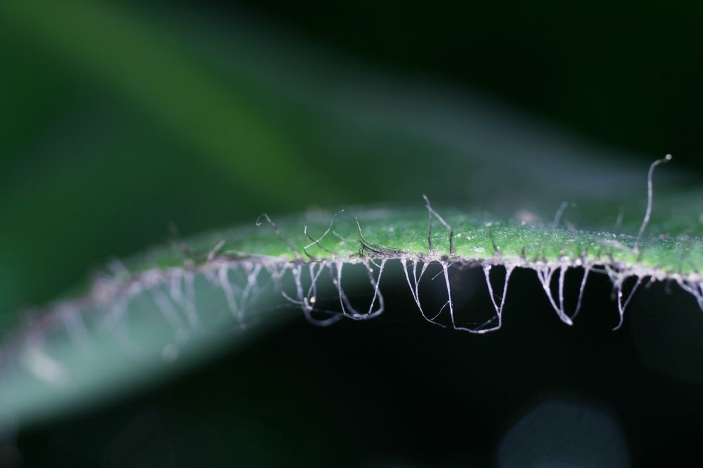 Dryopteridaceae Elaphoglossum crinitum