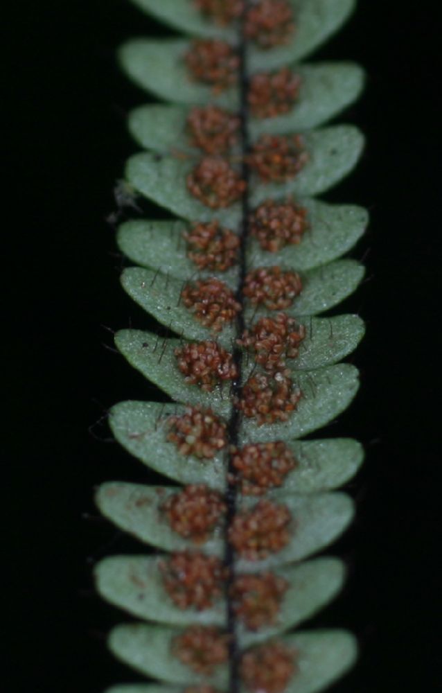 Polypodiaceae Moranopteris taenifolia