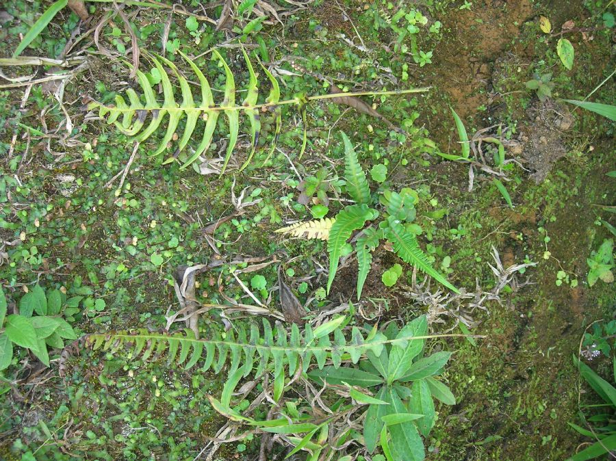 Blechnaceae Blechnum occidentale