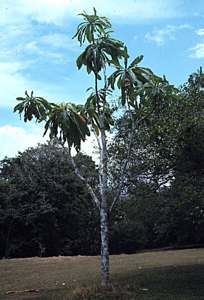 Lecythidaceae Gustavia superba