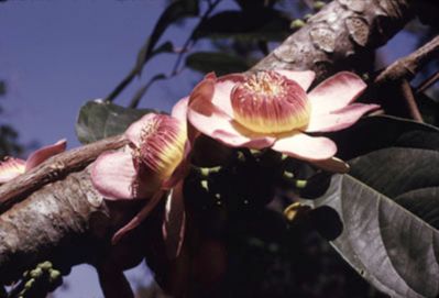 Lecythidaceae Gustavia superba