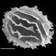 image of Megalastrum fibrillosum