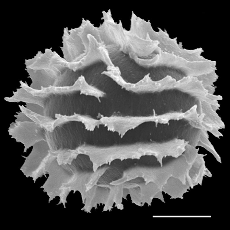Dryopteridaceae Megalastrum fibrillosum