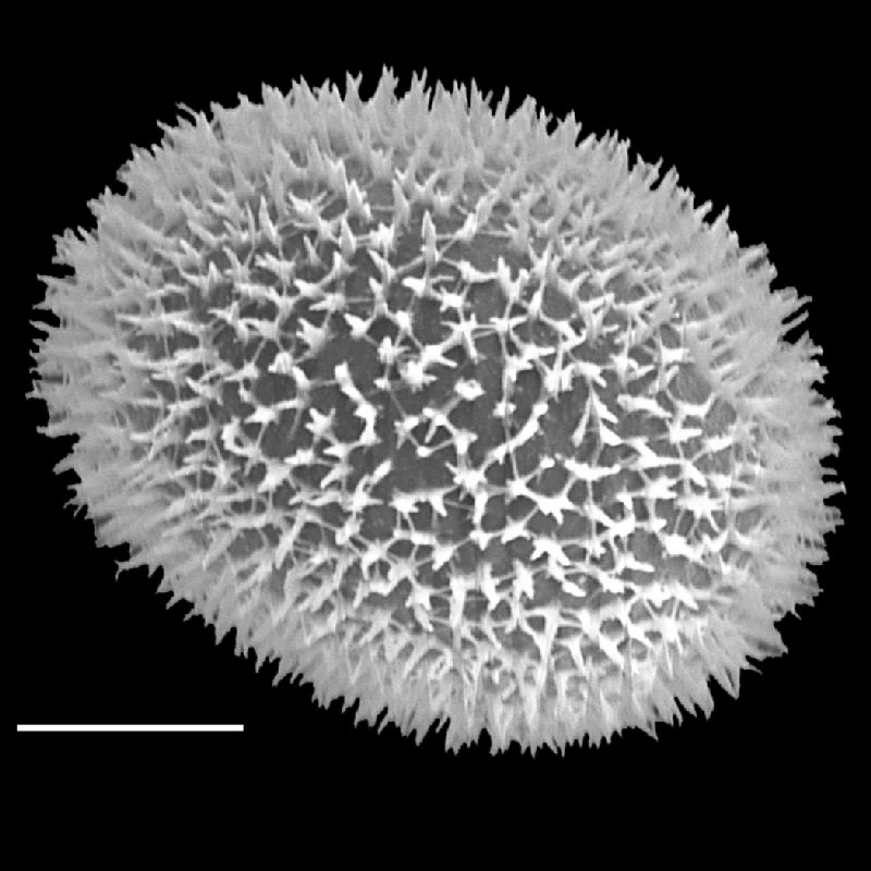 Dryopteridaceae Megalastrum fugaceum