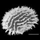 image of Megalastrum praetermissum
