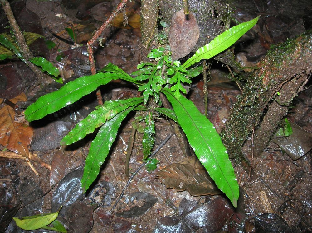 Lomariopsidaceae Lomariopsis farrarii