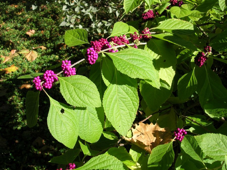 Lamiaceae Callicarpa americana