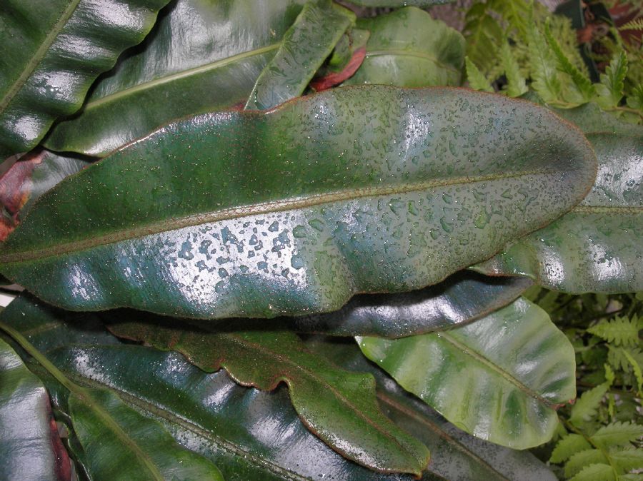 Dryopteridaceae Elaphoglossum metallicum