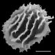 image of Megalastrum aripense