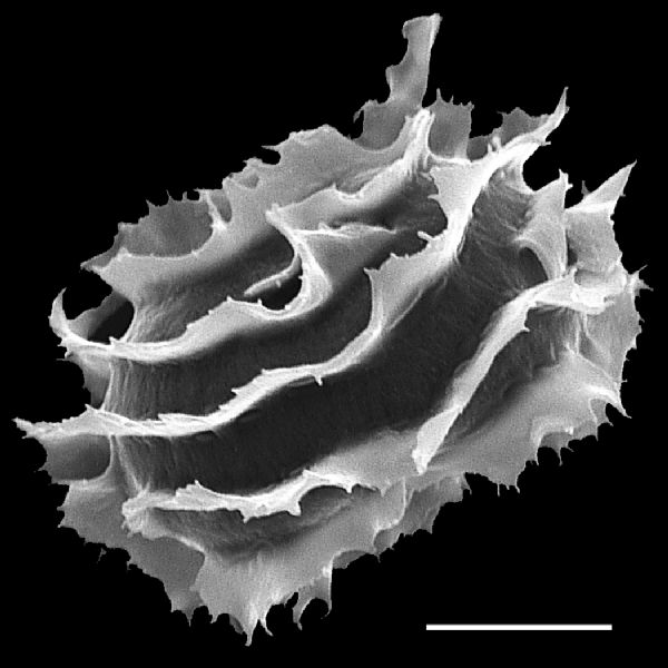 Dryopteridaceae Megalastrum aripense